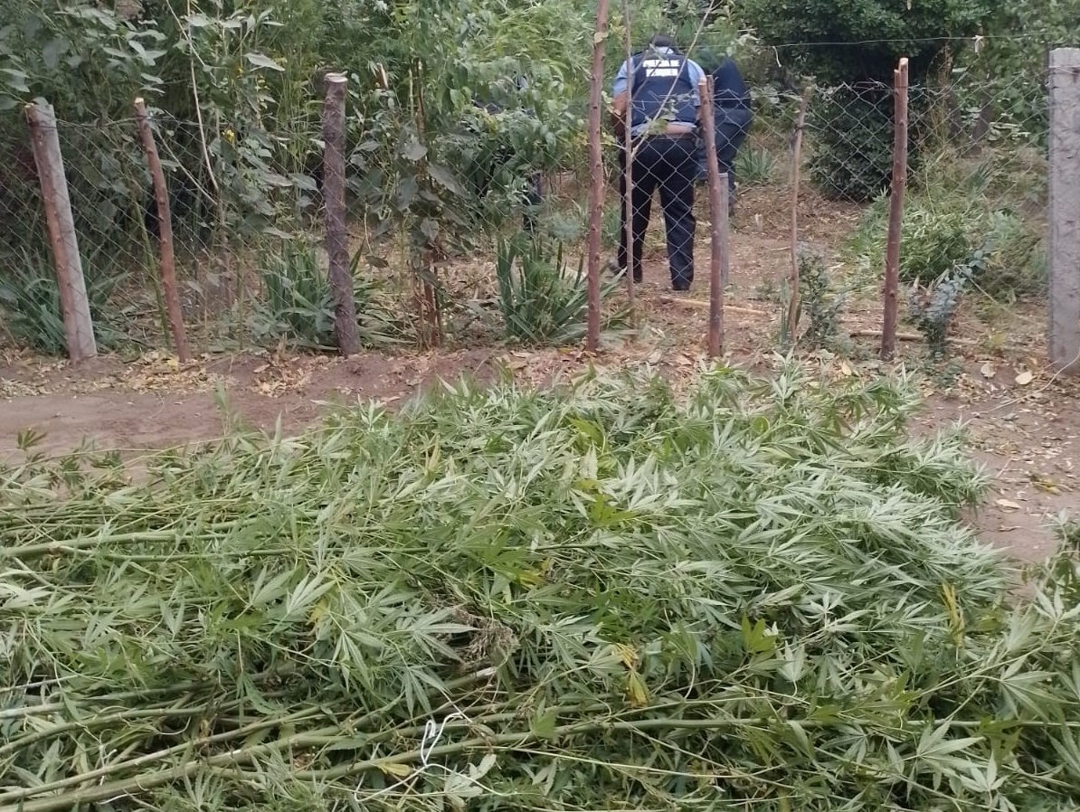 En un allanamiento en Vista Alegre encontraron más de 100 plantas de marihuana thumbnail